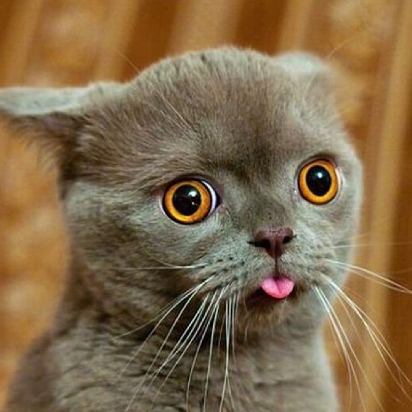 Meet your Posher, Moxie - Picture 1 of 1